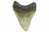 Serrated, Fossil Megalodon Tooth - North Carolina #298919-1